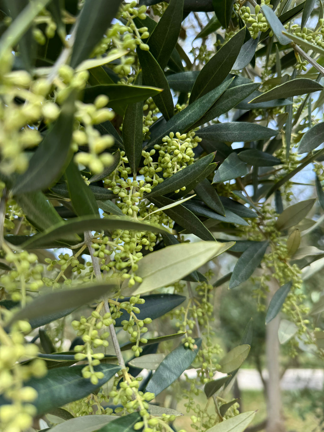 A Promising Start: Why the Buds Have Us Smiling This April