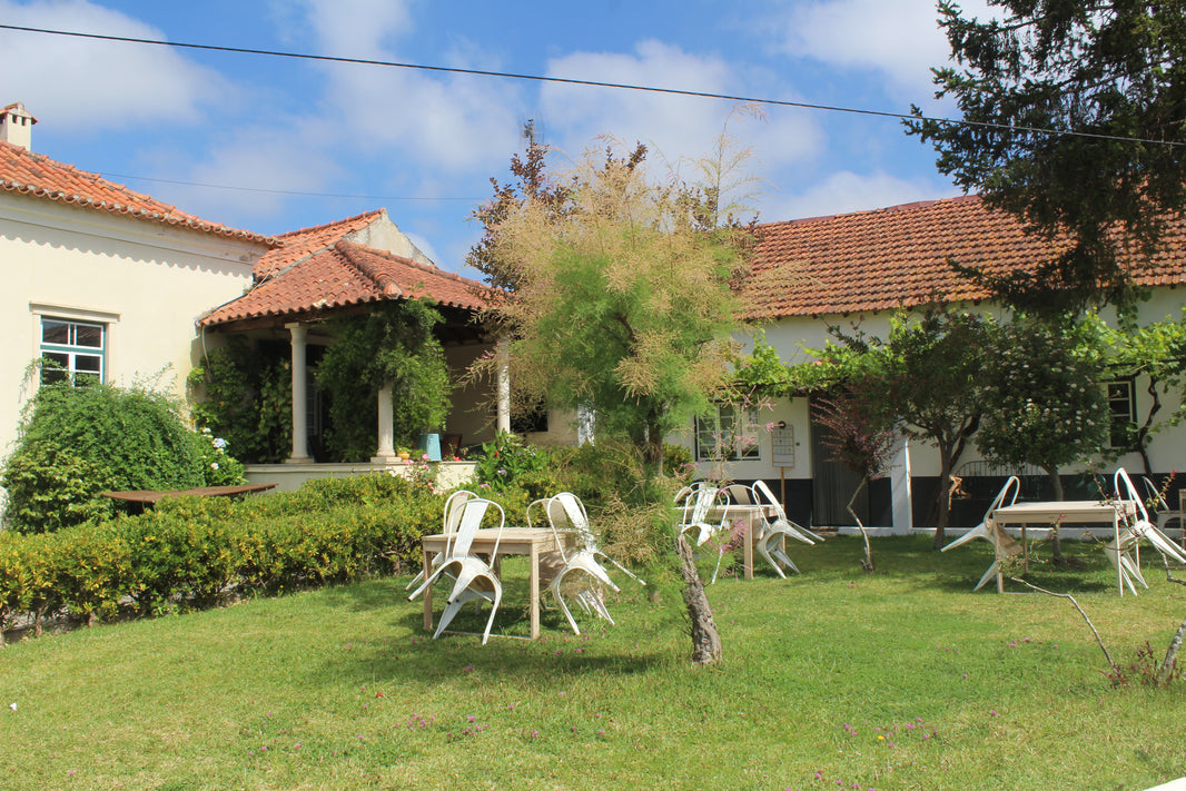 Olive Grove Visit with Olive Oil Tasting and Regional Meal (Lunch or Dinner) (3 hours)